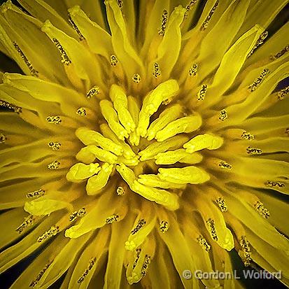 Dandelion Closeup_DSCF01453.jpg - Photographed at Smiths Falls, Ontario, Canada.